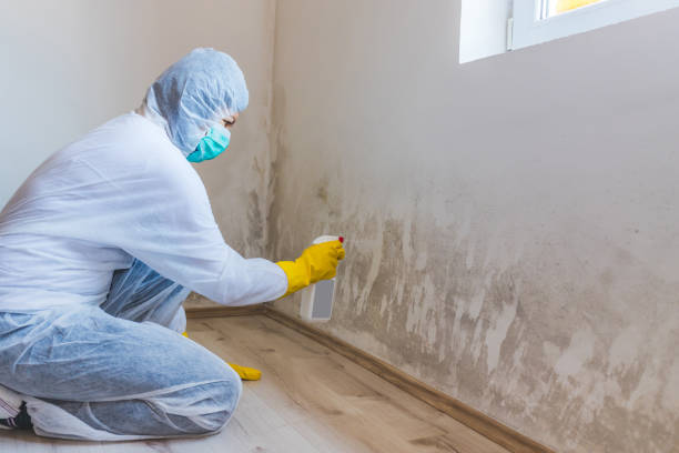 Mold Remediation specialist working in Bainbridge
