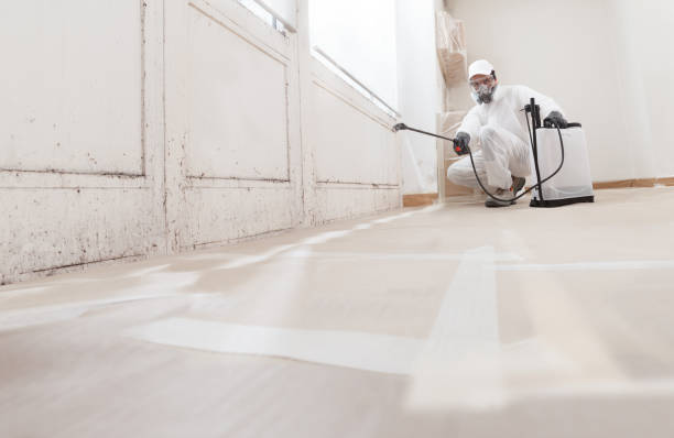 Black mold remediation team in Bainbridge